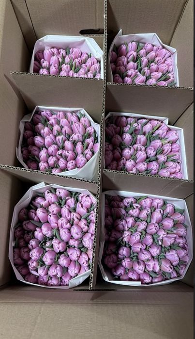 Тюльпаны 700-800 тнг