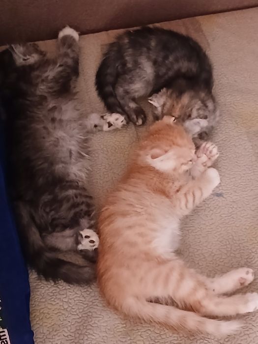 Отдам котят 3х месячные