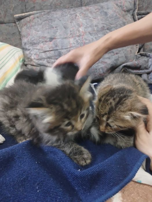 Продаю  Шотландские Веслоухие