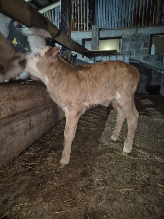 Продам телёнка тёлечка