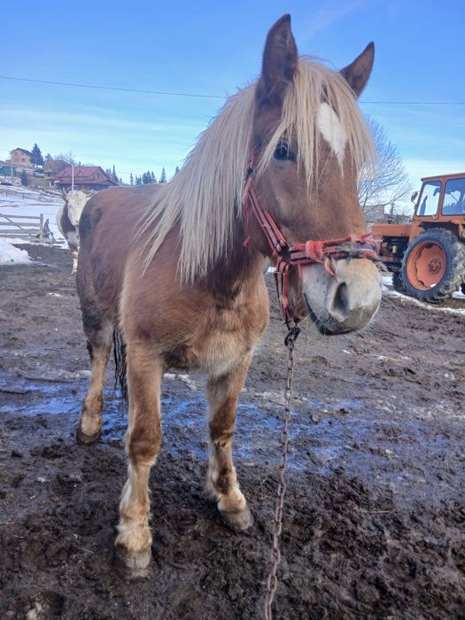 Vand manz de 2 ani jumate