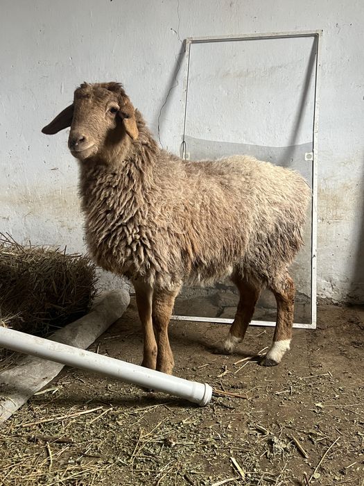 Откормда турган токтылар