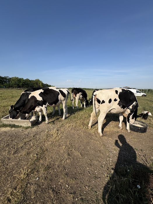 Juninci holstein cu pedigree