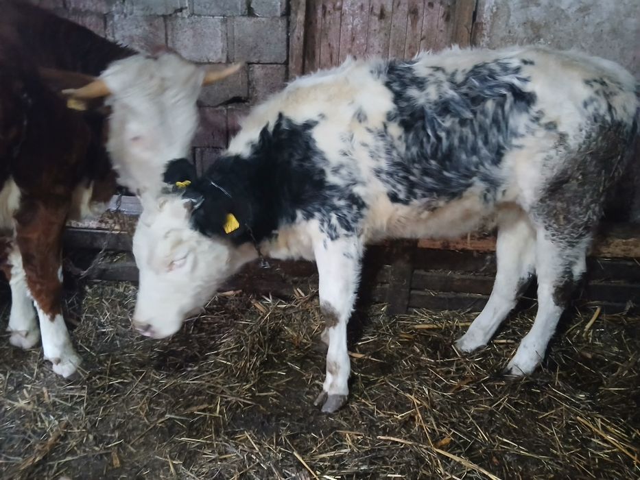 De vânzare! Junincă si vitea