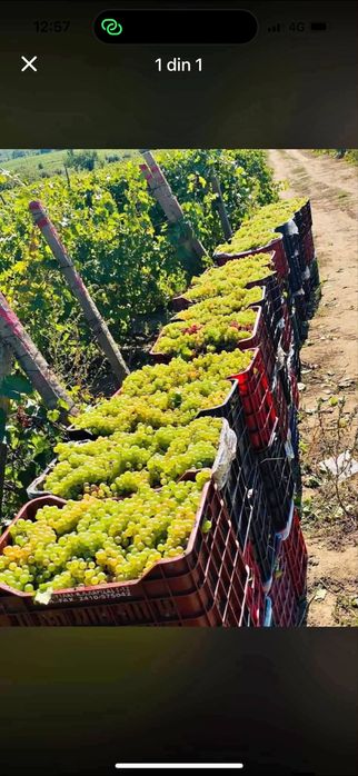 Struguri de vin