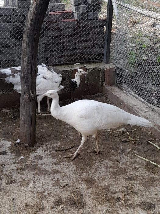 De vânzare pauni și porumbei