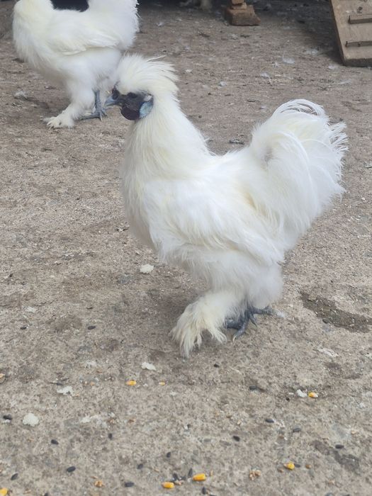 Cocoși Mătase Japoneză.