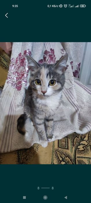 Котенок девочка 4,5 месяца