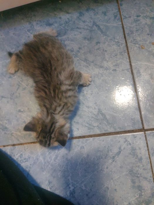 Продаются котята