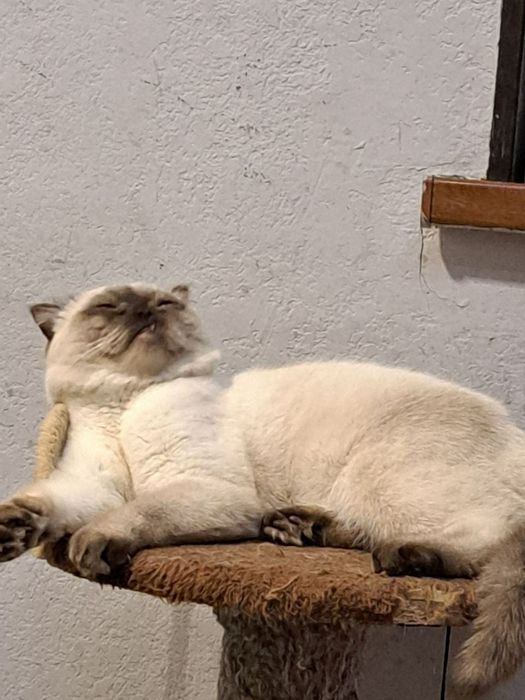 Мушук еркак вяска