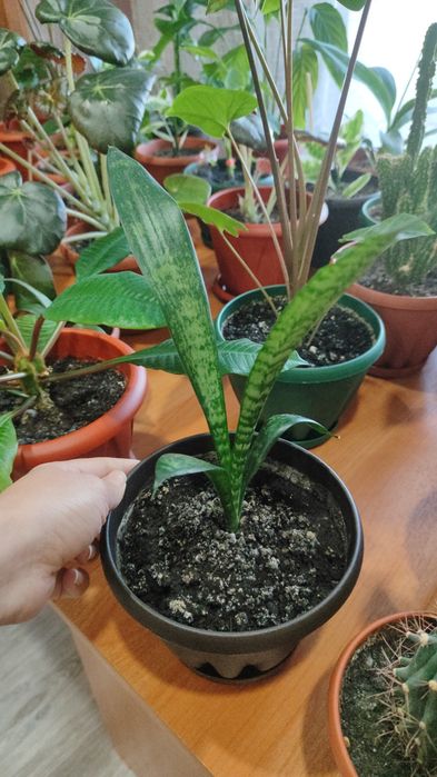 Продам комнатные растения