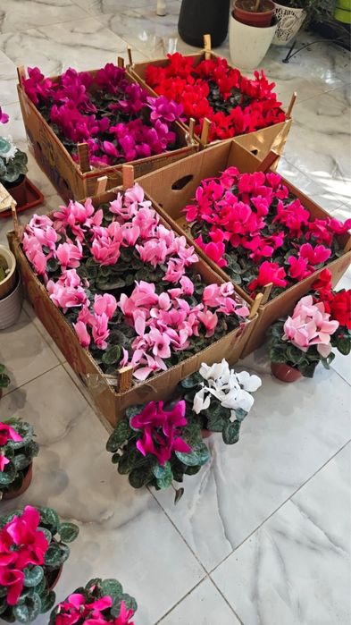 Цикламен, роза .
