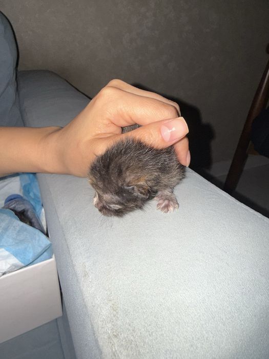Отдам котят в добрые руки