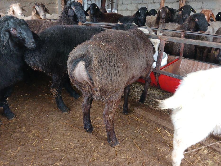 ТұқымдыққаҚошқарлар