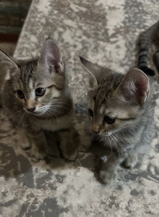 Отдам даром котят в хорошие руки