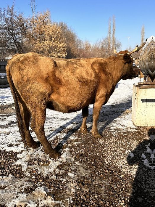 Корова Алатауская