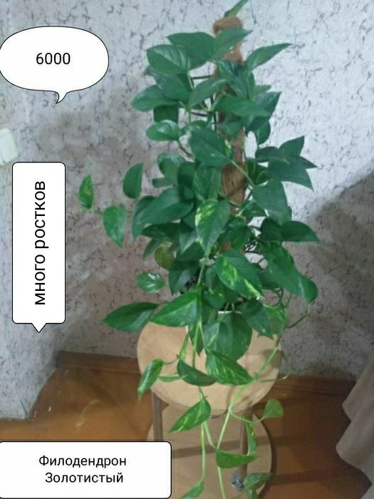Цветы для дома и офиса