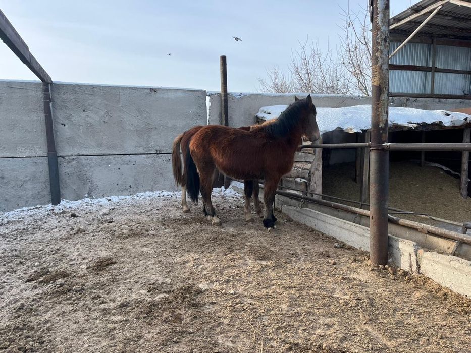 Продам или обменяю двух жеребцов тяжев!