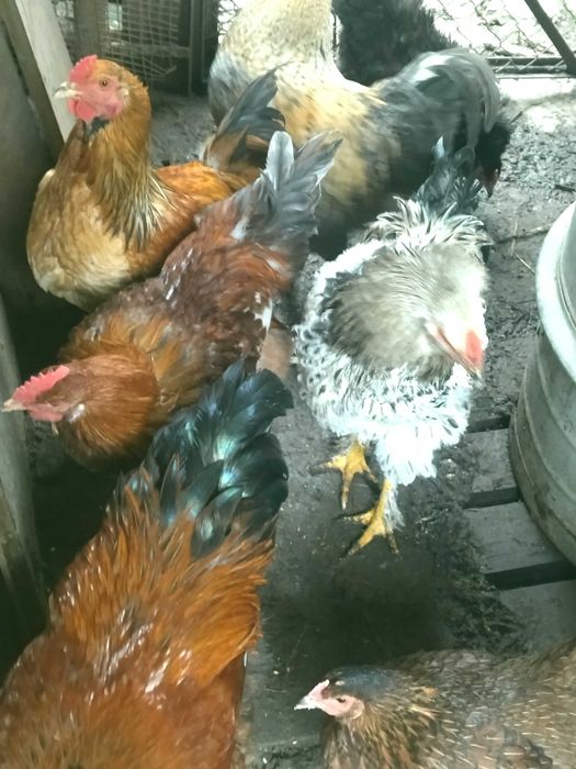 Млади домашни петли