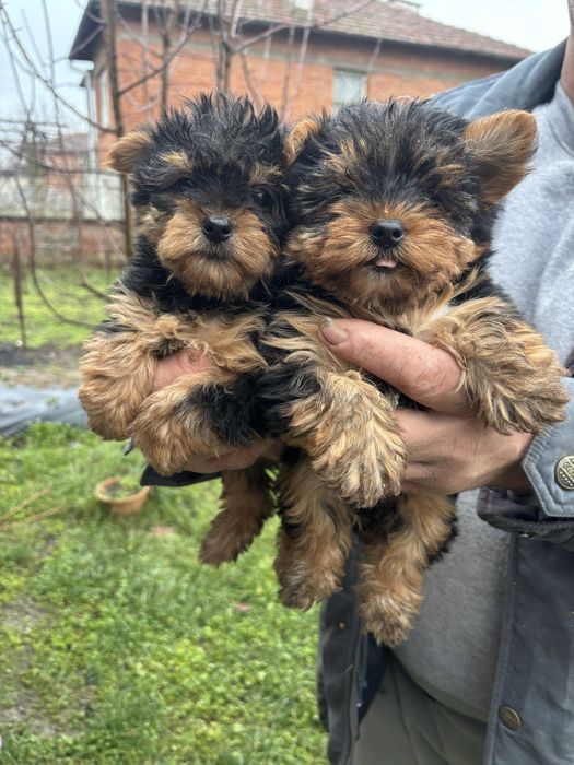 Йоркширски териер