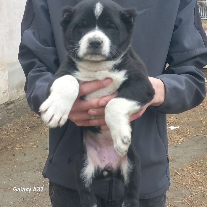 Тоза туркман Алабай сотилади 40кунли