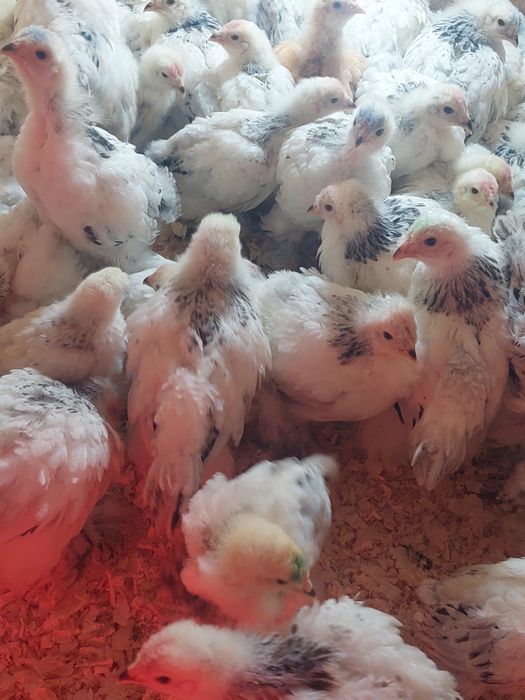 Pui brahma herminat deschis