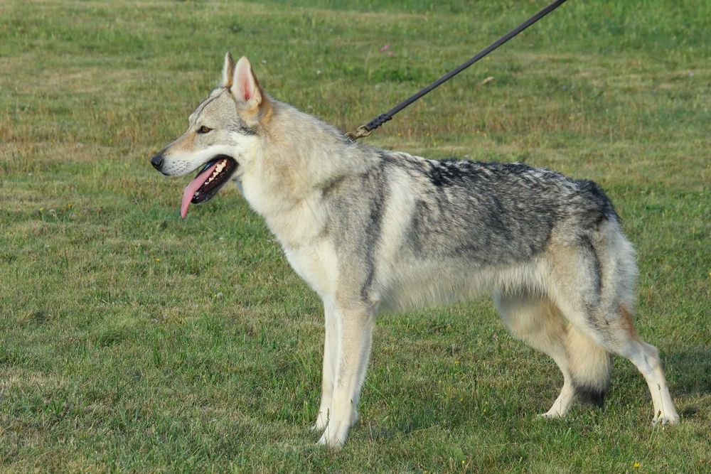 pui lup cehoslovac calitate deosebita