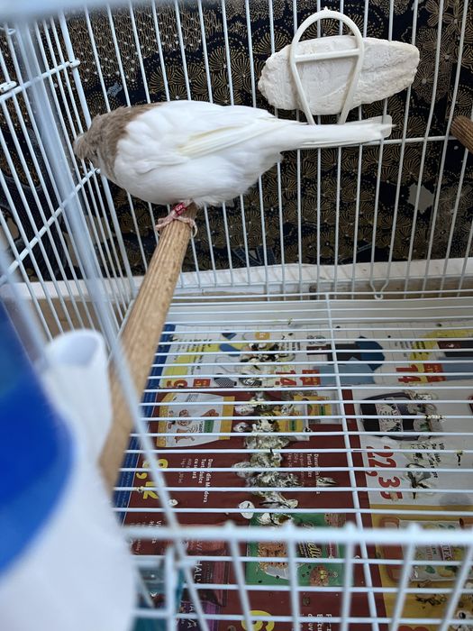 Canar gloster femela