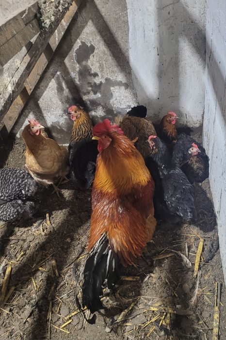 Домашние куры и петушки