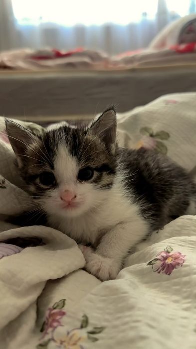 Котята мальчик и девочки