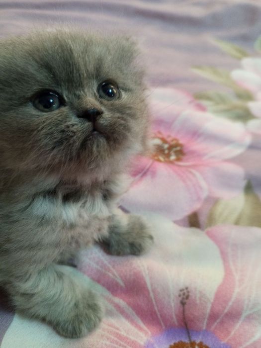 шотландские котята