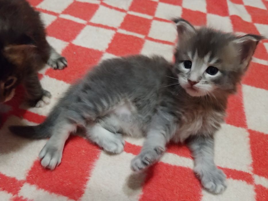 Отличные Котята мейн-кун