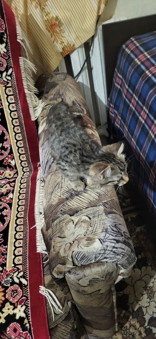 Мырғай 50 күндік.