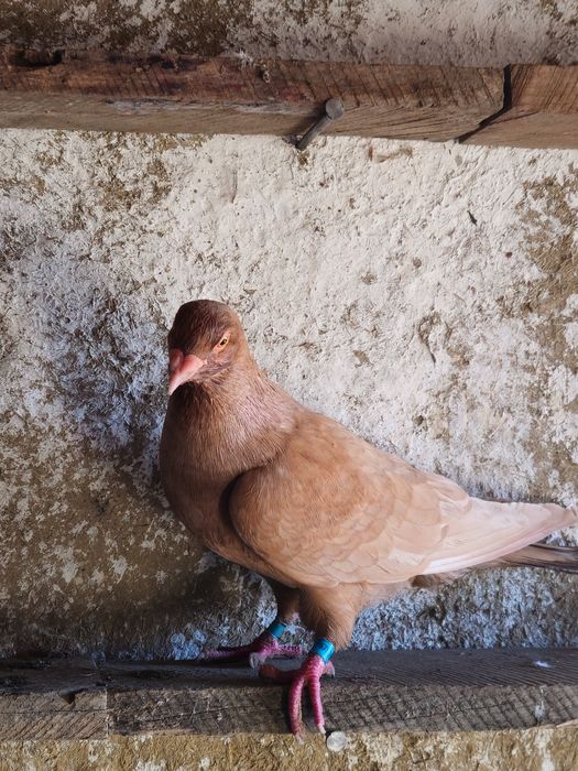 Vând sau schimb 15 porumbei voiajori