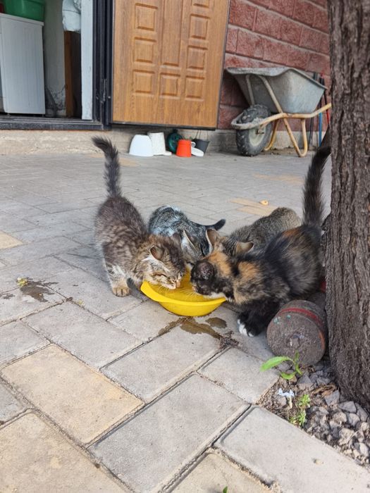 Котята бесплатно