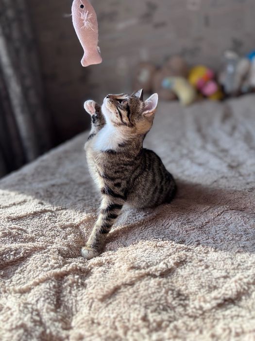 Ищем семью для котенка