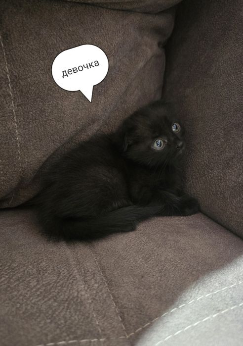 Котята шотландцы.