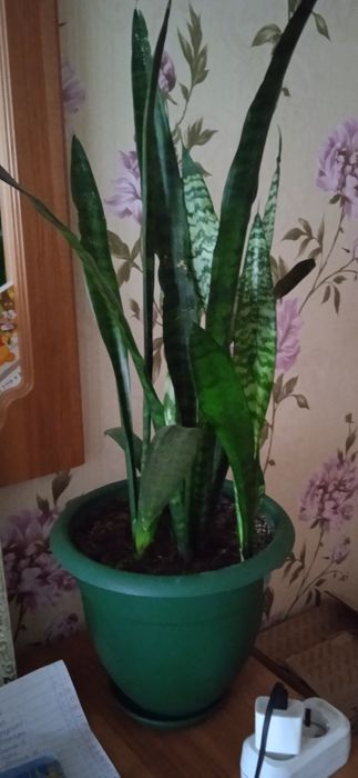 Комнатные растения