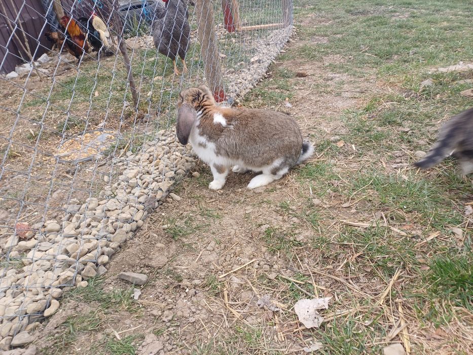 Mascul berbec geramn!