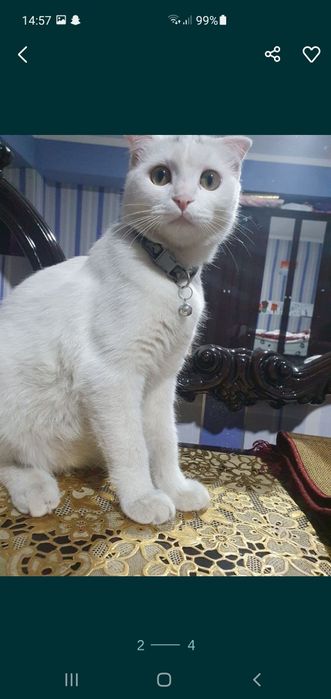 Кошка скотиш фолд выслоухая