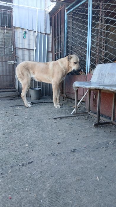 Продам щенка годик.