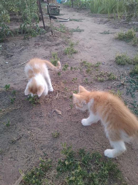 Отдам котят бесплатно