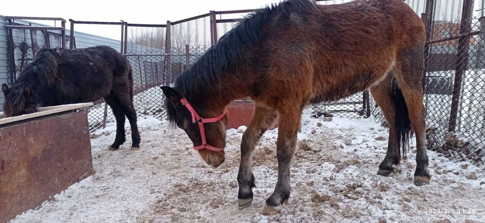 Продам лошадей, жабағы, құнан.