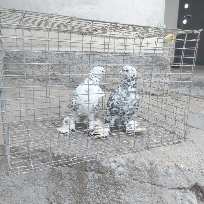 Челкар оба самец 1 гребля