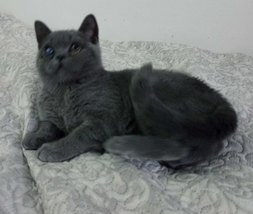 Шотландско котенце