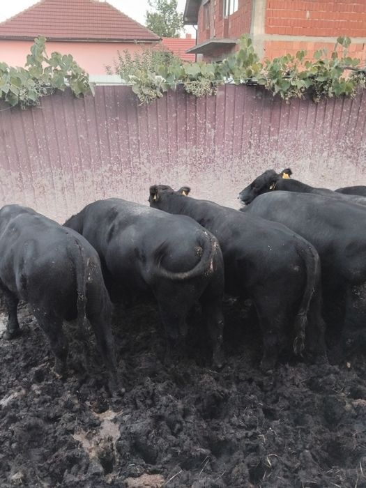 Vând tăurași Angus