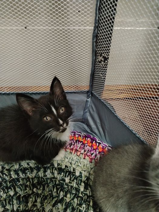 Отдам котят в хорошие добрые руки