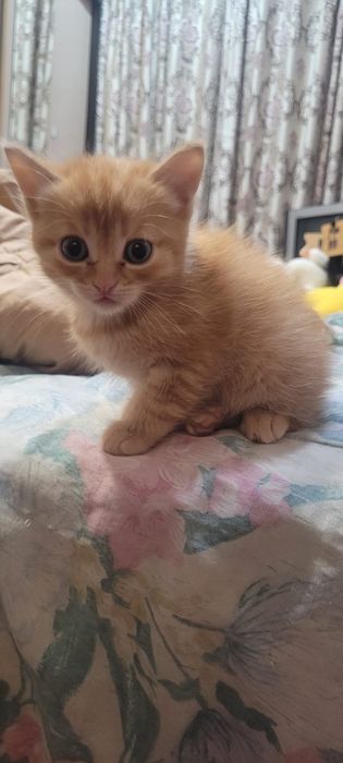 Ищем дом для малышей