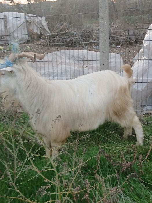 Se vinde  tap de anu trecut