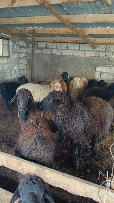 Ұрғашы қой тоқты сатылады.